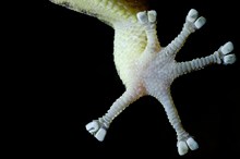 Blattfingergecko (Phyllodactylus palmeus)