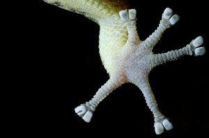 Blattfingergecko (Phyllodactylus palmeus)