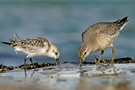 Knutt und Sanderling