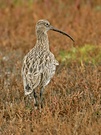 Großer Brachvogel