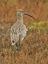 Großer Brachvogel