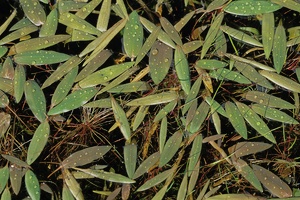 Knöterich-Laichkraut (Potamogeton polygonifolius)