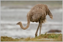 Afrikanischer Strauß (Struthio camelus)