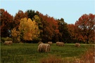 Indian Summer