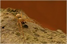 ~ Spider ~
