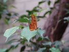 Schmetterling