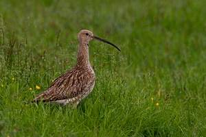 Brachvogel frühmorgens in der Wiese