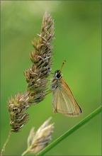 Dickkopffalter im Gras