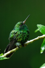 Gabelschwanzkolibri (Chlorostilbon canivetii)