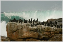 Kapkormorane (Phalacrocorax capensis)