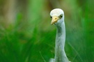 Kuhreiher (Bubulcus ibis)