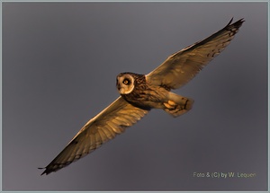 Sumpfohreule 1 ( asio flammeus)