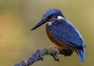 Eisvogel mit herbstlichem Hintergrund