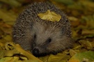 Igel mit Haarspange