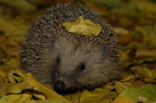 Igel mit Haarspange