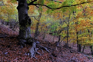 Herbst im Buchenwald