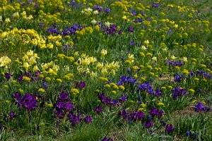 Steppenblumenwiese am Neusiedlersee