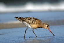 Bar-tailed Godwit