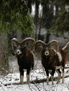 Muffel im Schnee