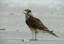 Junger Gelbkopfkarakara am Strand