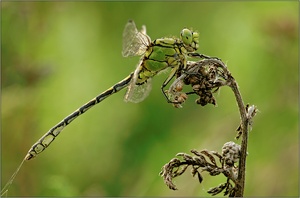 Grüne Flussjungfer (Ophiogomphus cecilia)