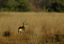 Der Moorbock