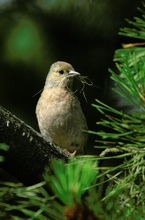 Buchfink weibl. mit Nestmaterial