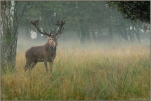 Morgenstund... Rothirsch *Cervus elaphus*