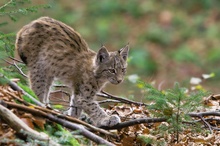 Junger Luchs im Bayerwald II