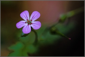Letzte Blüte 2