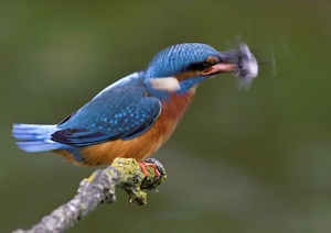 Eisvogel schüttelt Fischchen