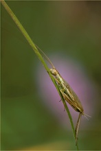 Weinhähnchen (Oecanthus pellucens)