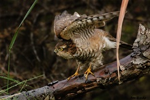 Vor dem <Schneetreiben> Sperber Wildlife