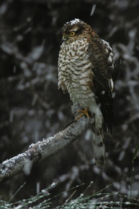 Im < Schneetreiben > Sperber Wildlife