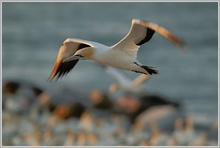 Kaptölpel (Morus capensis)