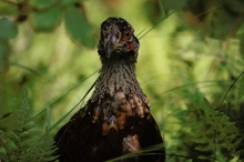 Mal kein Eisvogel von mir...