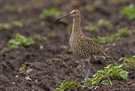 Großer Brachvogel im Kartoffelacker