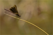 Bronzene Prachtlibelle (Calopteryx haemorrhoidalis)