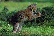 Kleiner Luchs