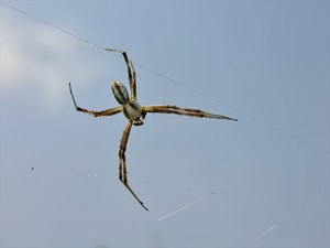 Argiope lobata