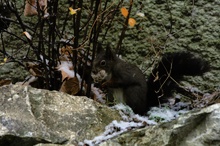 Eichhörnchen bei der Arbeit