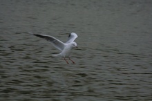 Landeanflug im Schneegestöber