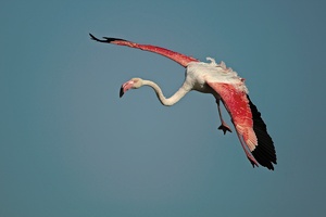 Jumbo im Landeanflug