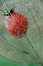 Physalis alkekengi