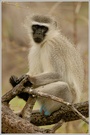 Grünmeerkatze (Cercopithecus aethiops)