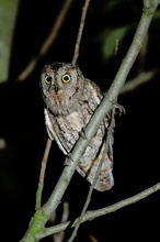 Zwergohreule (Otus scops)