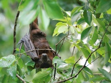 Fliegender Fuchs