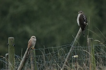 Sperber grüßt Falke