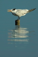 Koenigsseeschwalbe (Sterna maxima)