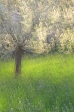 noch ist  Frühling - ein Blütenmeer